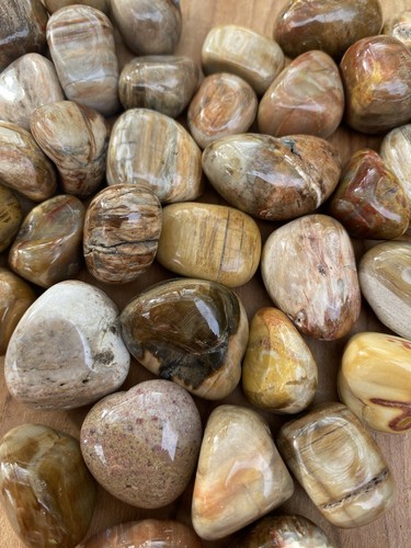 Fossilised petrified wood - petrified,